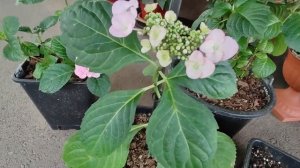 Крупнолистная гортензия в кашпо. Выращивание и уход. Обзор цветения гортензии Анабель в саду. Уход.