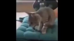 Кот учится йоге у своей хозяйки)