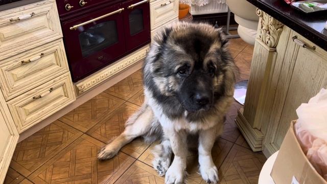 23 февраля 2022 г Поздравление #Кузьма #кавказскаяовчарка смотреть онлайн