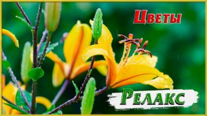 ЦВЕТЫ РЕЛАКС