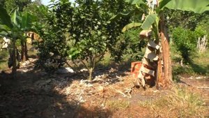 На кого работают Вьетнамские фермеры. Вьетнам. Самые лучшие, необычные и интересные факты.