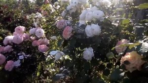 Роза Анастасия (селекция Усынины).