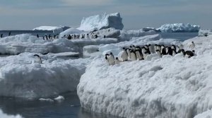 Antarctic Sights and Sounds