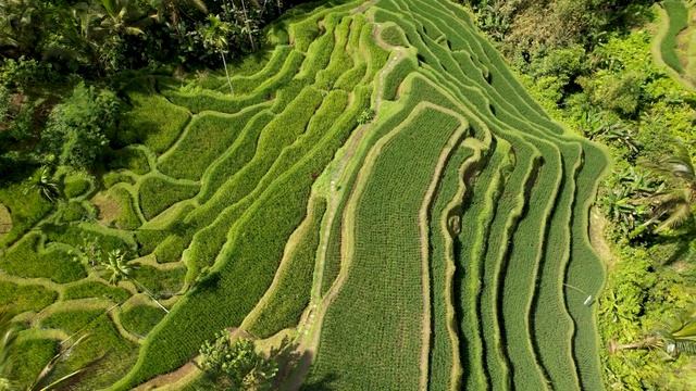 BALI. RICE TERRACE TEGALLALANG