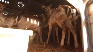 Новые жители острова Подъеланский