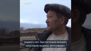 Как живут чабаны в горном Алтае