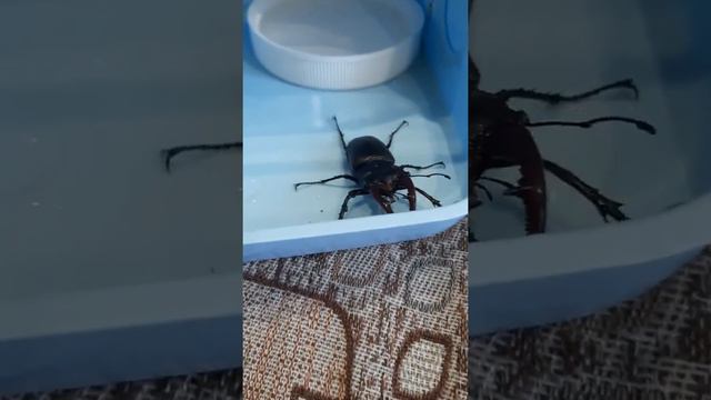 жук - олень смотреть онлайн