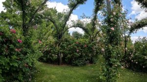 Peter Beales Rose Nursery - Attleborough