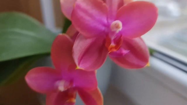 Mituo sun queen mcl92 №5 смотреть онлайн