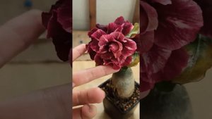 Адениум сорт Cherry Adenium grafted