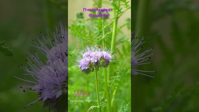 ? фацелия как сидерат и медонос. Как сеять и когда закапывать ? в описании смотреть онлайн