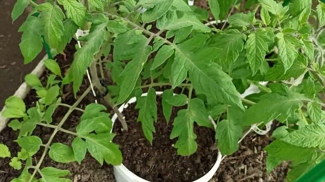 Ответы на вопросы! Нужен ли "атлет"!? смотреть онлайн