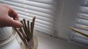 Размножение драцены маргината