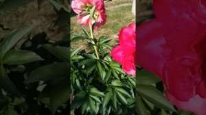 Пион Генри Бокстокс.