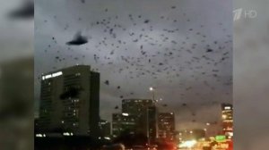 В американском Хьюстоне огромная стая птиц парализовала движение на дороге