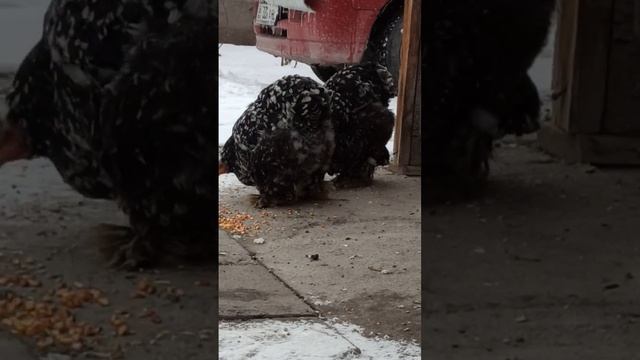 кох кохинхины мраморные 6 месяцев смотреть онлайн