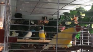 Амадины Гульда танцуют и поют