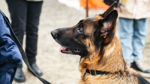 В Югре владелец собаки, укусившей ребёнка, заплатит пострадавшему 250 тысяч рублей