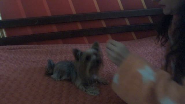 КОМАНДА ДАЙ ПЯТЬ. Как научить собаку делать команду "дай пять"? Простейшая инструкция в действии. смотреть онлайн