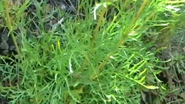 Каменная валерьяна.wmv смотреть онлайн