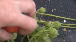 ЛИЯ САХАРНАЯ  - итальянский сорт клубники с отличным вкусом ягод.  2018 год.