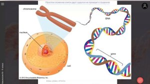 КЛЕТОЧНАЯ ТЕОРИЯ ЗА 10 МИНУТ! БИОЛОГИЯ ЕГЭ. СтадикОн