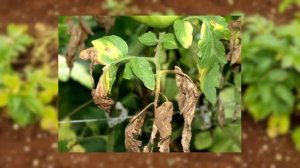 Корневая галловая нематода (Meloidogyne   enterolobii)