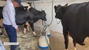 В Энколово стартовала выставка племенных животных