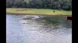 Periyar National Park  Elephants Crossing the Periyar Lake