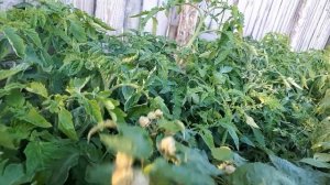 Плодоношение ремонтантной малины Примара.