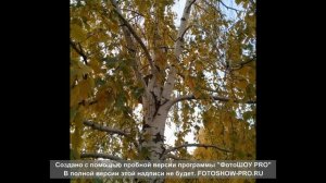 У берез и сосен (муз. Юрия Антонова)