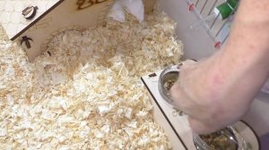 Вы НЕ ПОВЕРИТЕ! / утро питомцев / морская свинка / хомяки и кот / Alisa Easy Pets