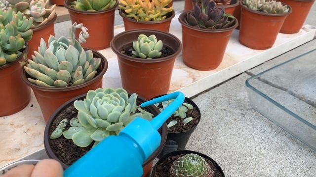 #234 REPOTTING AND PROPAGATING ECHEVERIA ARCTIC ICE | NHÂN GIỐNG SEN ĐÁ HẢI LY BẰNG CÂY CON смотреть онлайн