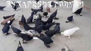 БУХАРСКИЕ ГОЛУБИ АКМАЛЯ 2021г PIGEONS