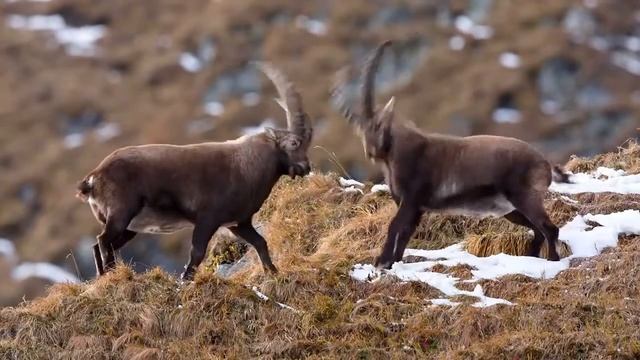 Goat Figter Goat- Street Fighter & Sheep Edition | Best Game Ever!!! смотреть онлайн