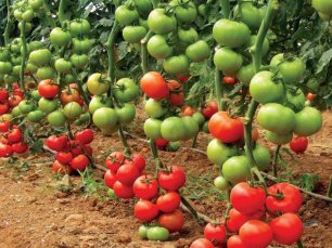 Урожайные высокорослые сорта и гибриды томатов