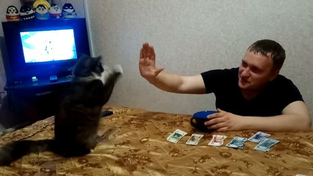 Кошка класс)))(1) смотреть онлайн