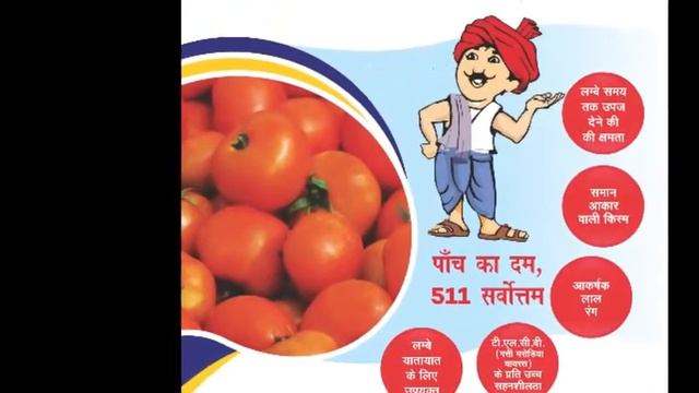 Sungro Seeds | F1 Hybrid Tomato No.511 | Mahyco Grow