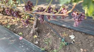 Виноградник Король В. Н. на 20.07.24г.продолжение (часть3) г. Краснодар  Slava.King2007@mail.ru