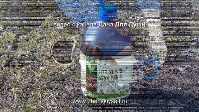 Взошел ЧЕСНОК? Первые действия весной