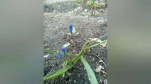 Наблюдение за изменениями в природе. Весна. Рисование.