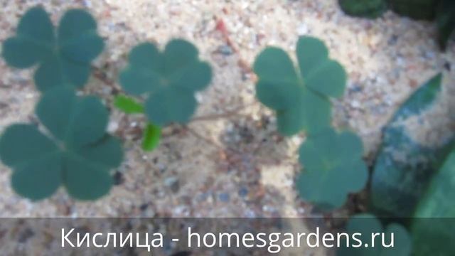 Еще один вид - кислица зеленая