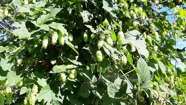 дикорастущие травы осени , для салатов и чая. Сербия. Гора Фрушка. смотреть онлайн