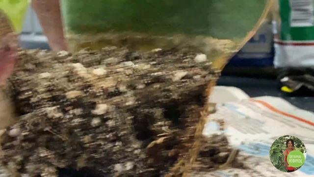 Masoniana VICTORIA новый дом для сансевиерии