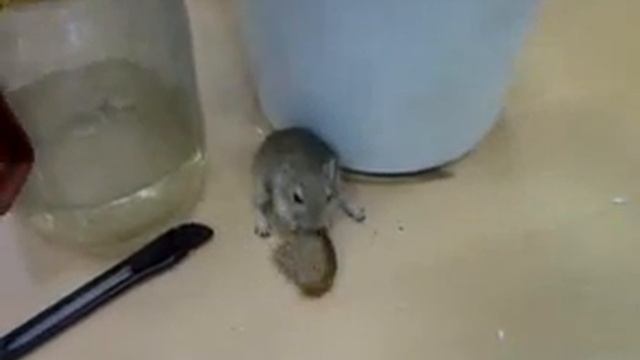 Мыши Песчанки