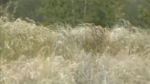 Башкирская народная песня " Уйыл"