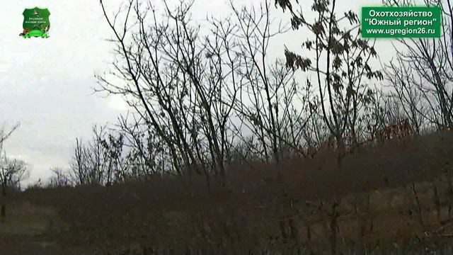 Охота с русскими пегими гончими на зайца 2013 Охотничье хозяйство Южный регион