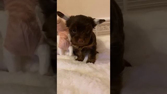 девочка с подпалом 2 смотреть онлайн