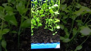 Видео отчёт. Выращивание листового сельдерея