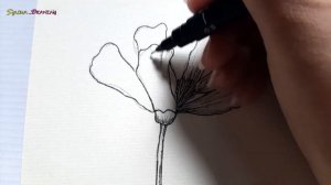 Cosmos Flower Drawing with Pencil Colors -Sinoun Drawing